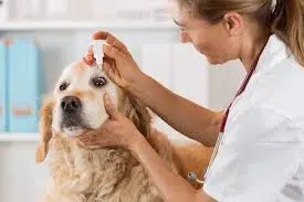 registration service for veterinary products